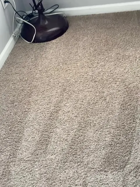 Carpet after professional pet stain and odor removal by Velvo — Charlotte and Fort Mill SC