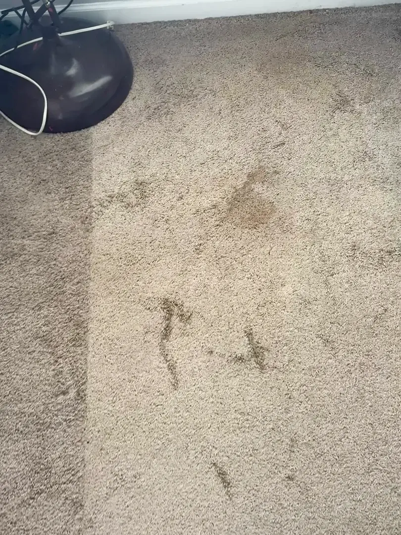 Before Pet Treatment